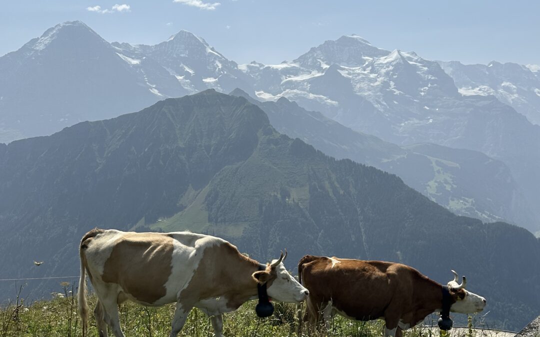 Schynige Platte